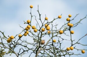 ワーケーションの魅力とは何か？