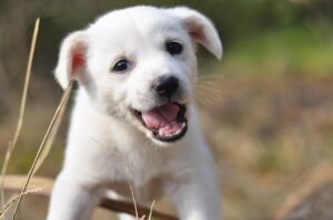 自然の中で楽しむワーケーションに最適な温泉宿のおすすめは？