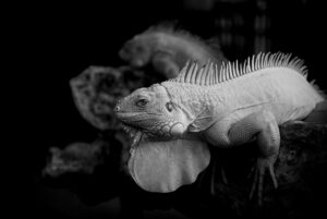 ワーケーションで楽しむ東北の魅力とは？