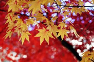 紅葉を楽しむワーケーションに最適な温泉宿は？