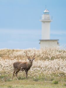 北海道の自然を満喫できる温泉ワーケーション宿の比較は？