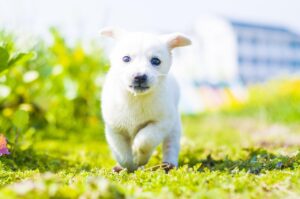 富山の自然を満喫できる温泉ワーケーション宿の比較は？