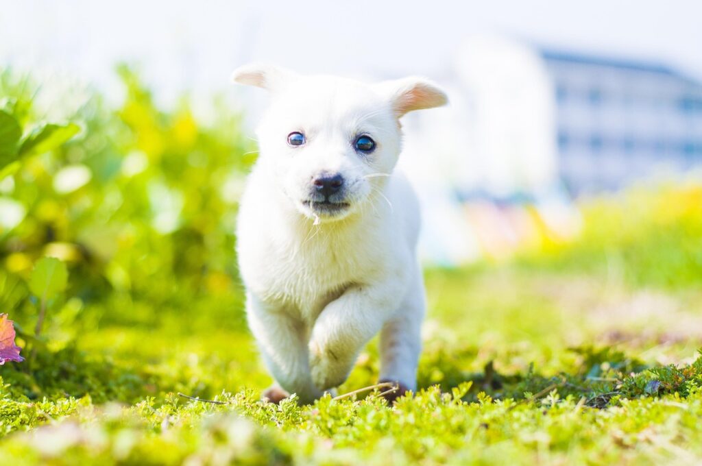 石川の自然を楽しむ温泉ワーケーション宿の比較は？