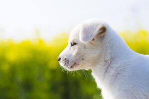 群馬で自然を満喫する温泉ワーケーション宿の予約方法は？